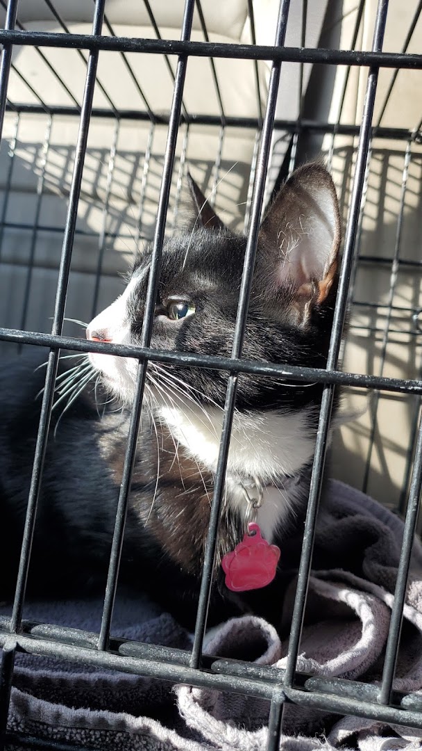 Amherstburg Animal Clinic