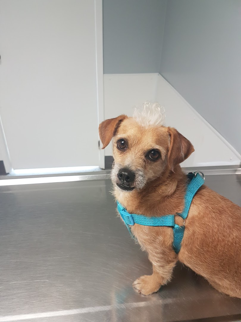 Amherstburg Animal Clinic