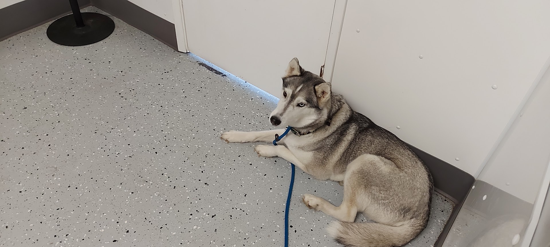 Amherstburg Animal Clinic