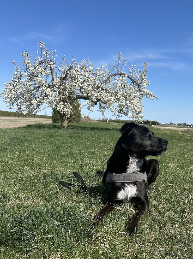 Amherstburg Animal Clinic