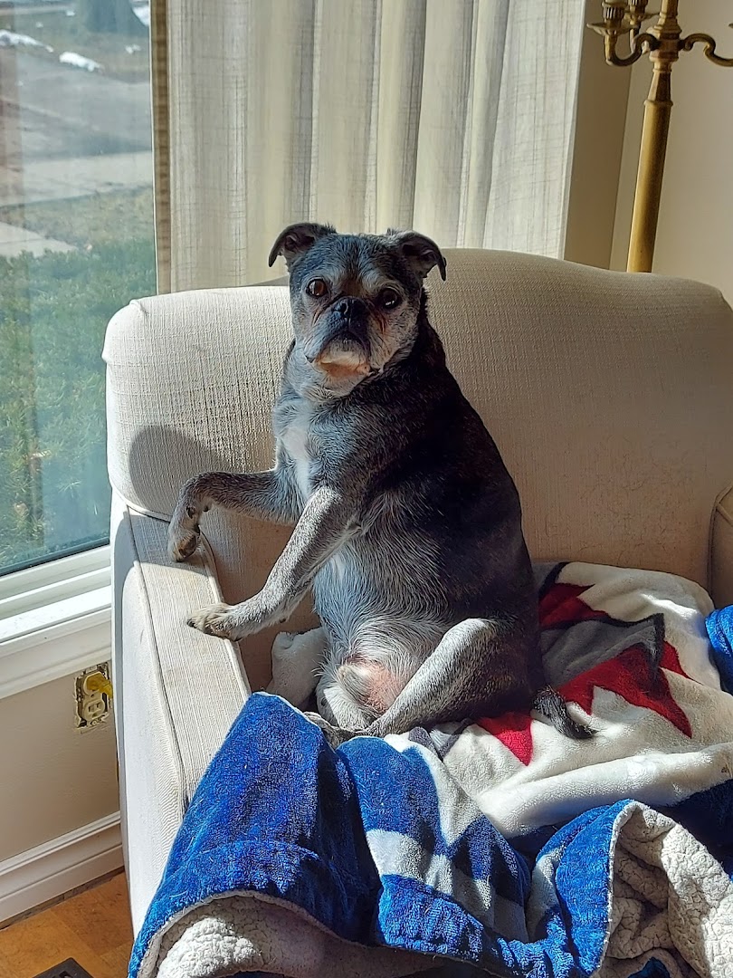 Amherstburg Animal Clinic