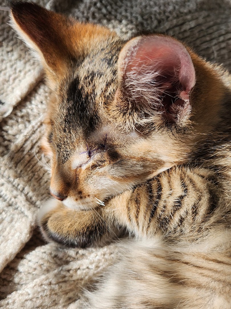 Central Animal Hospital