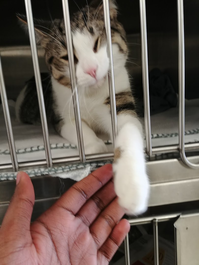 Central Animal Hospital