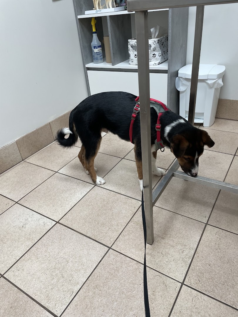 Central Animal Hospital