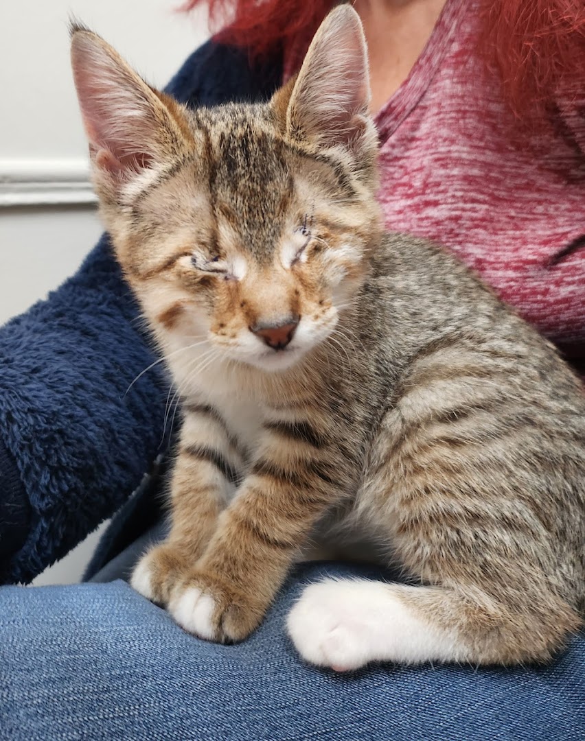 Central Animal Hospital