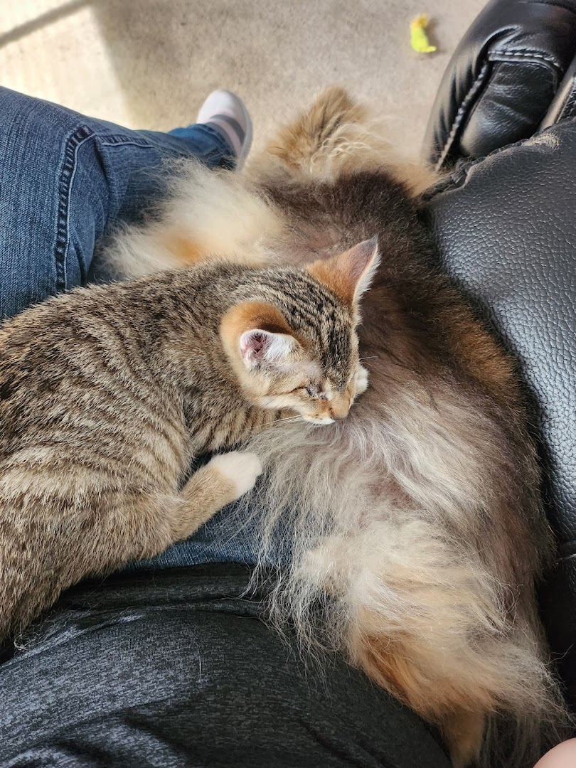 Central Animal Hospital