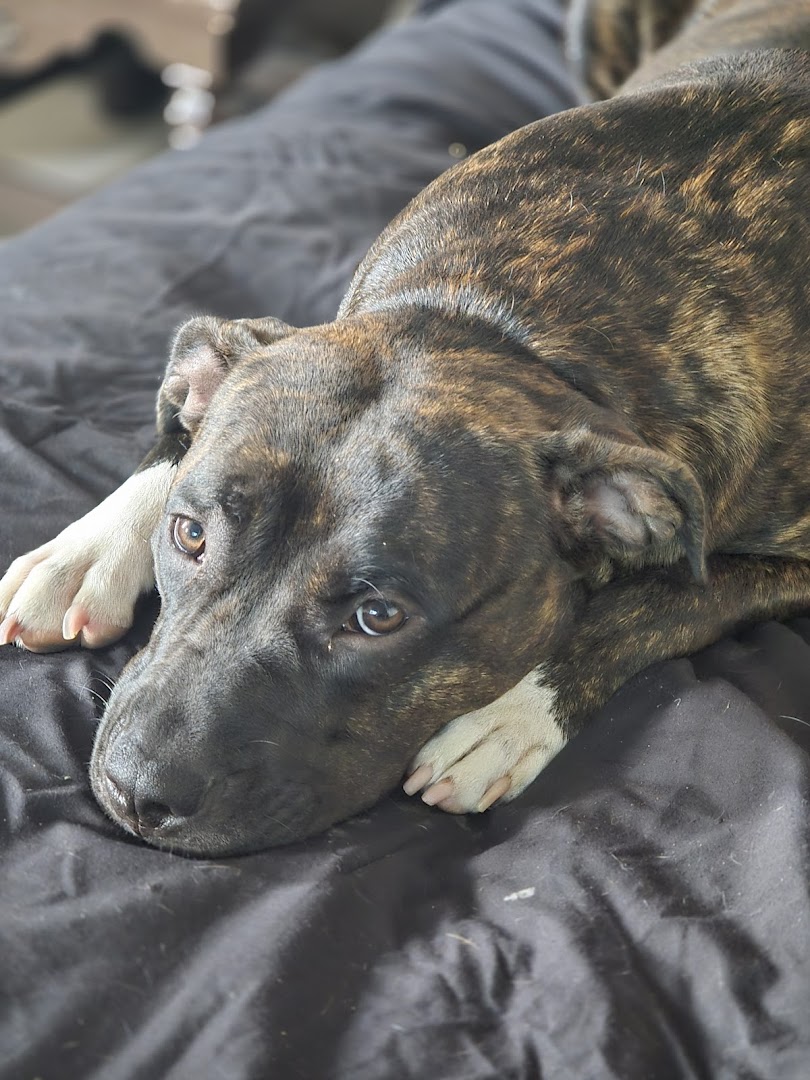 Leamington Animal Hospital