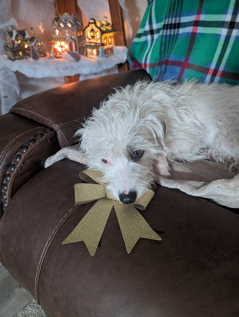 Leamington Animal Hospital