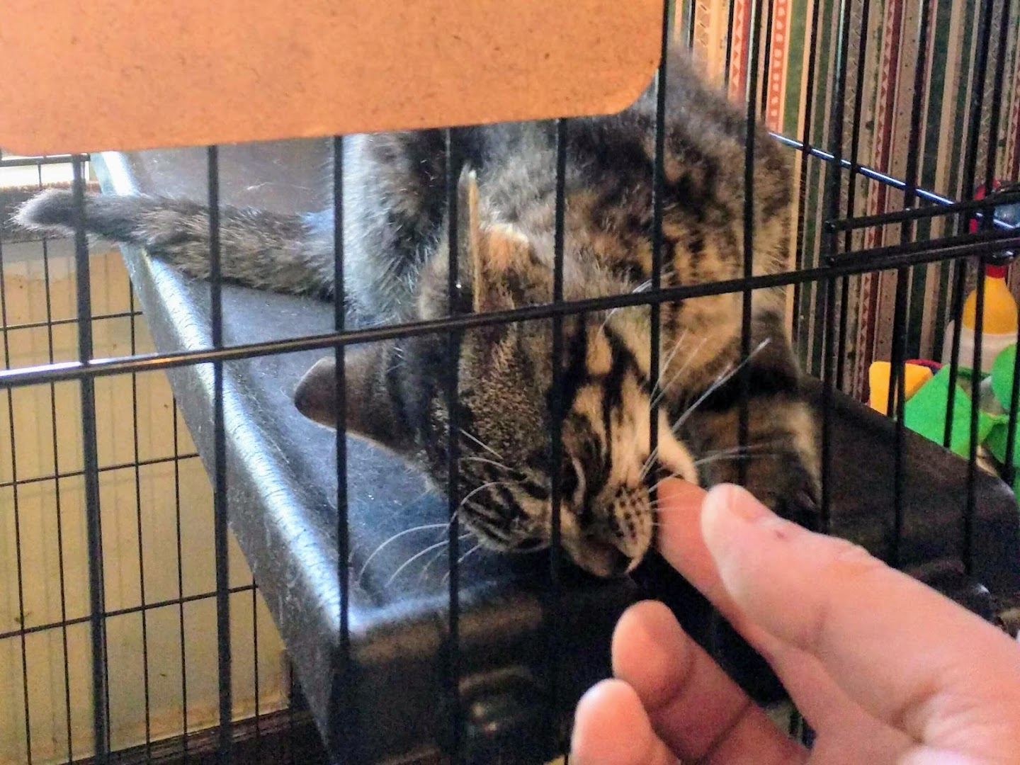 Leamington Animal Hospital