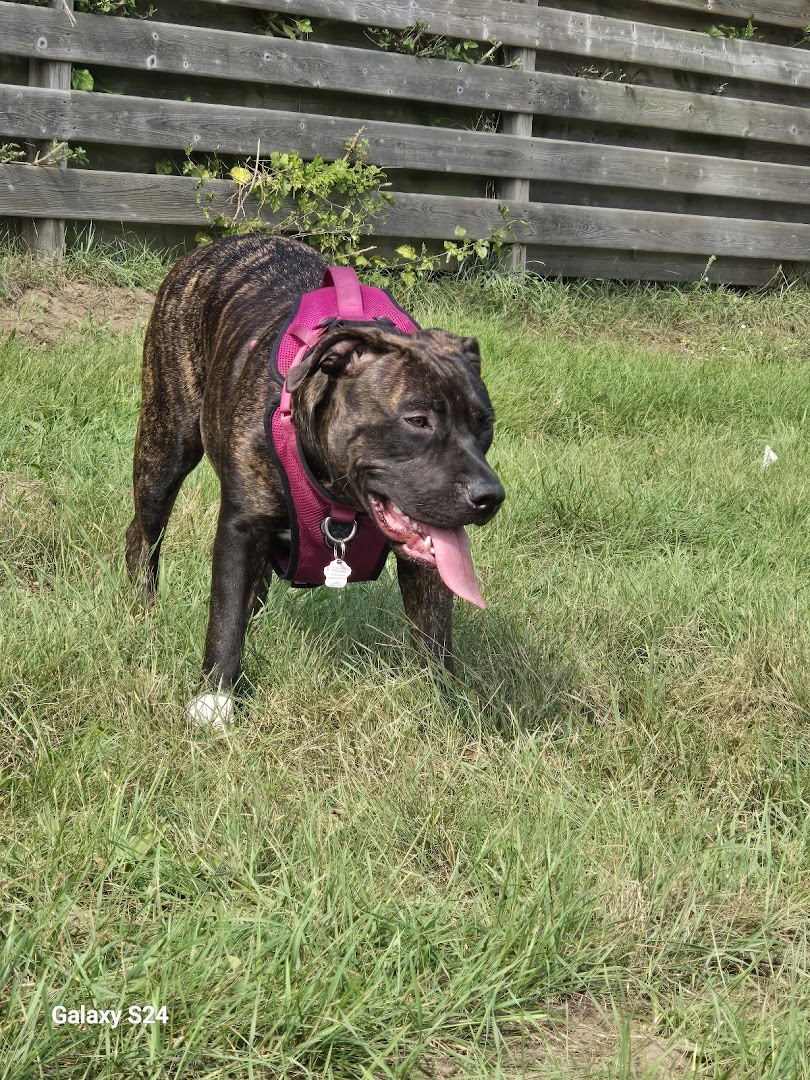 Leamington Animal Hospital