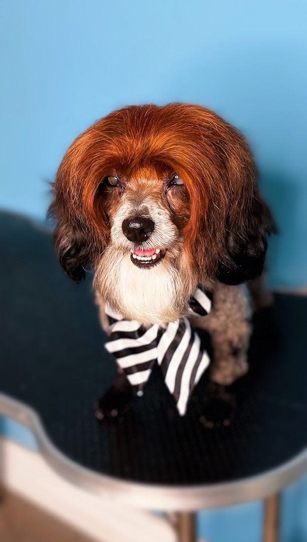 Spaws Salon and Doggy Day Spa