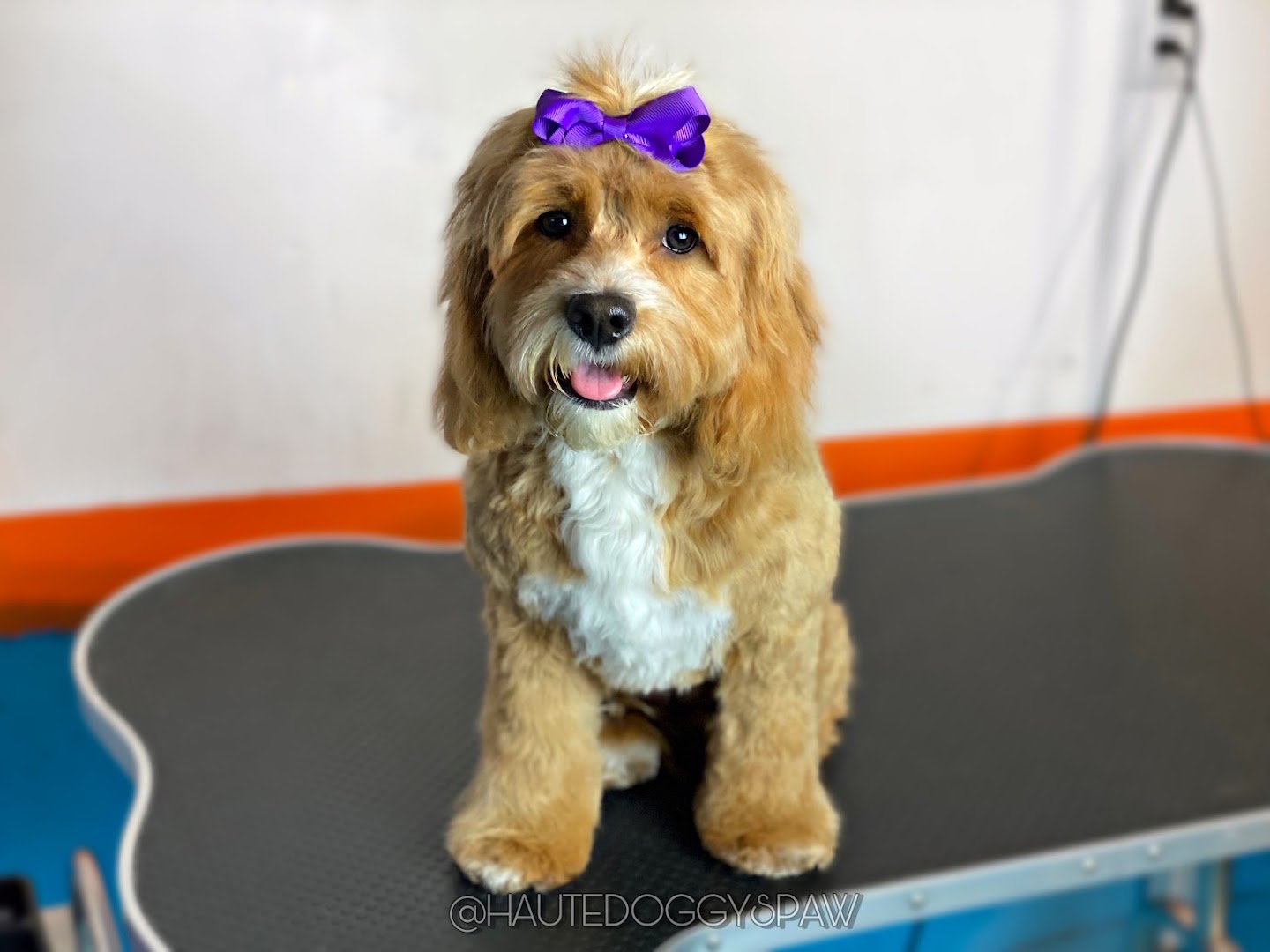 Spaws Salon and Doggy Day Spa