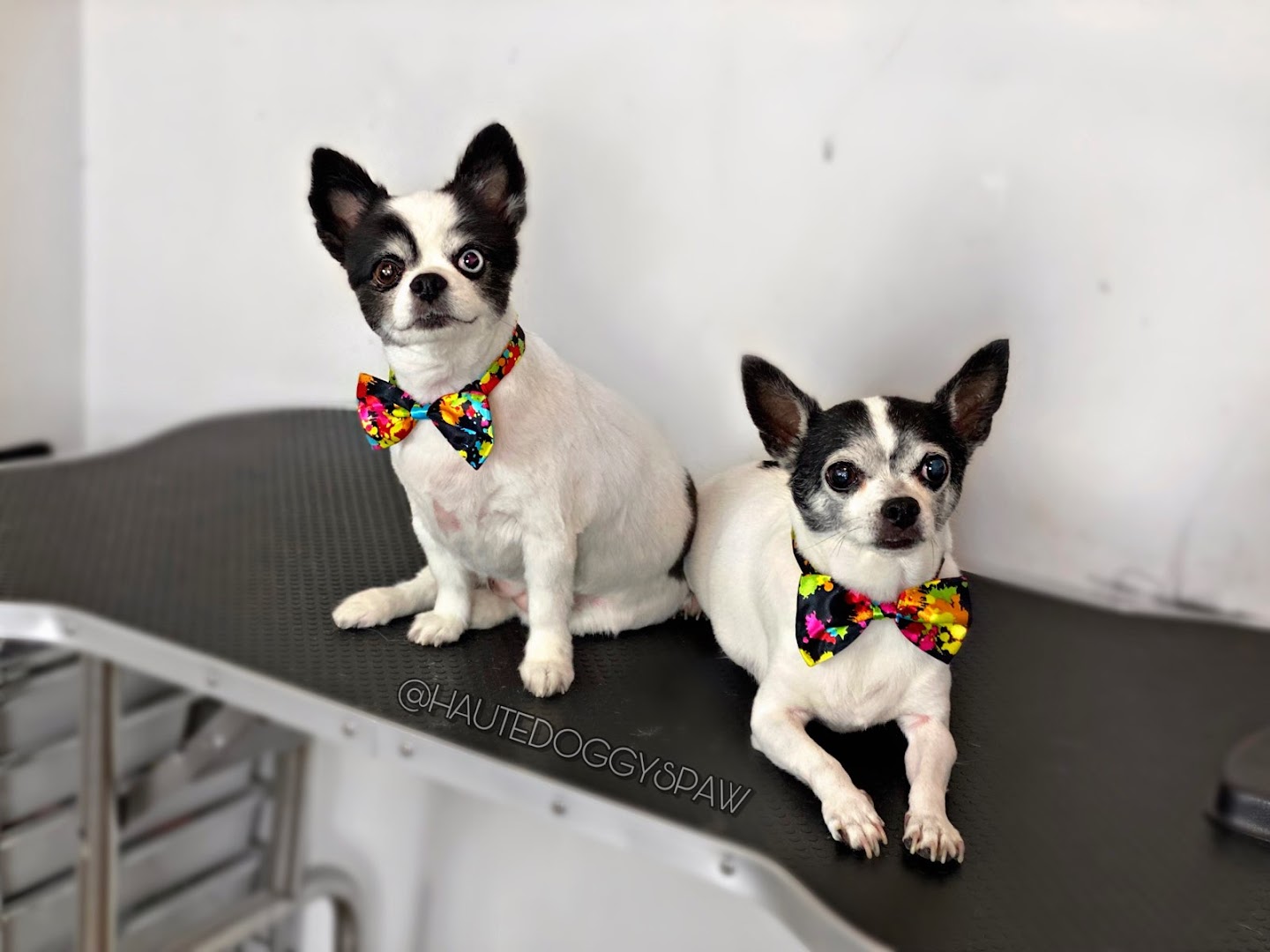 Spaws Salon and Doggy Day Spa