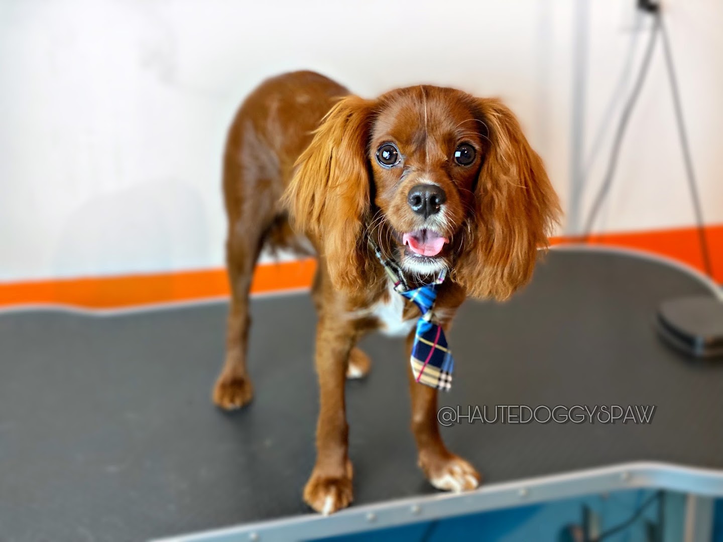 Spaws Salon and Doggy Day Spa