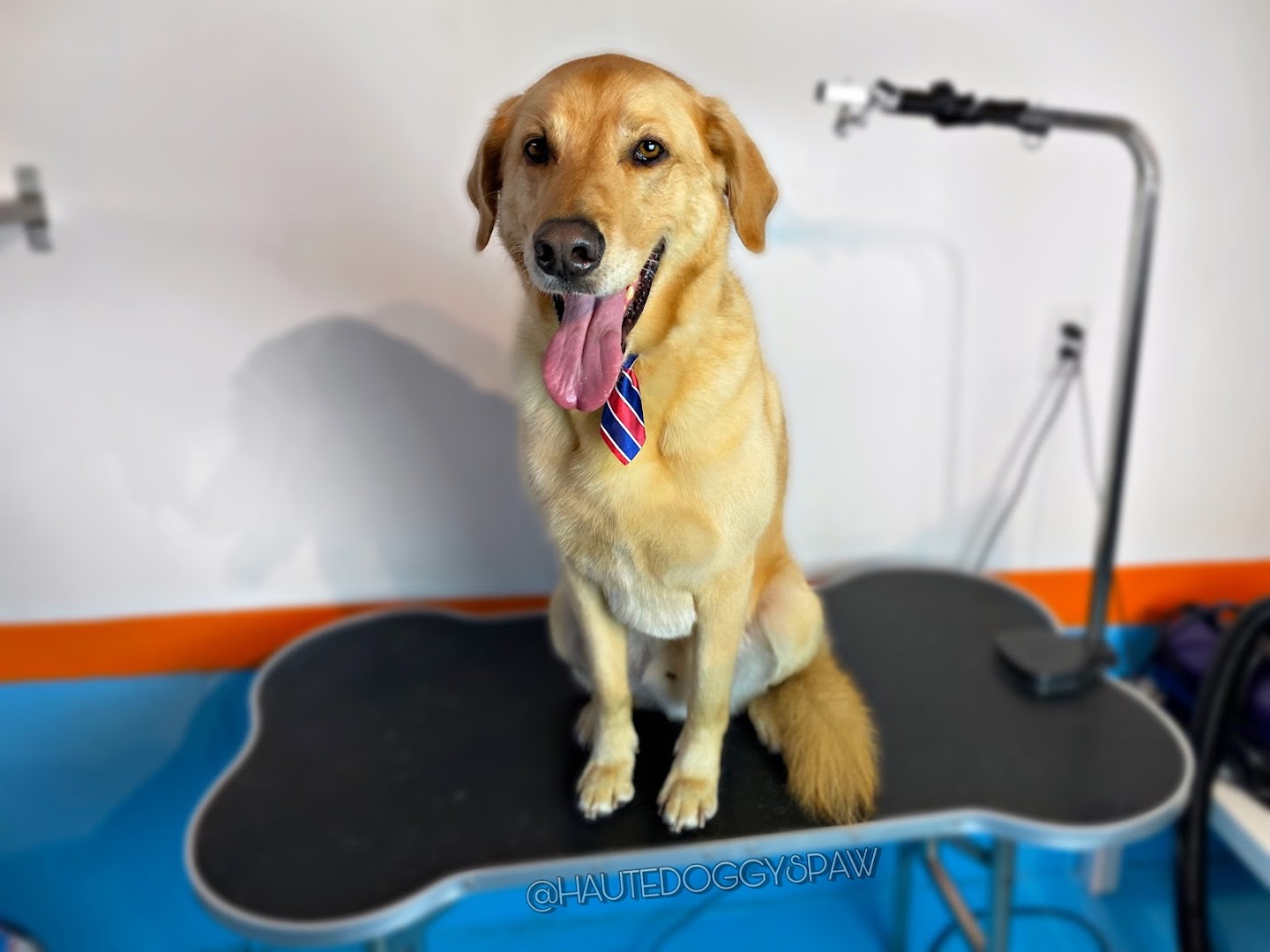 Spaws Salon and Doggy Day Spa