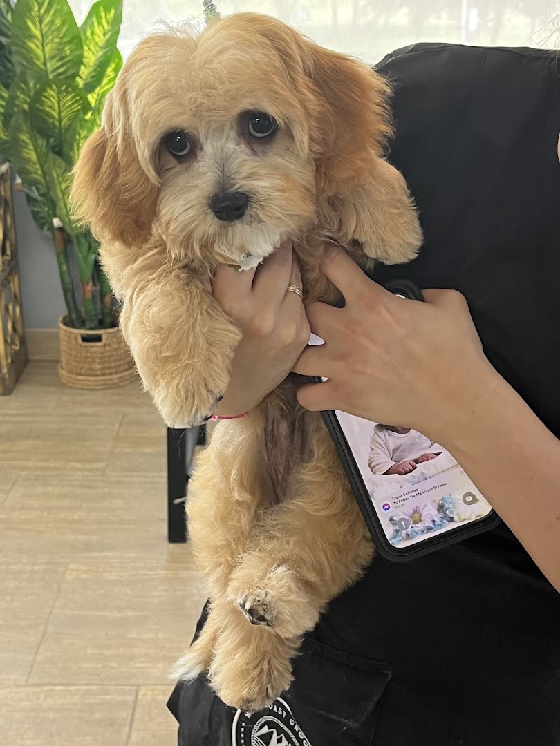 Sud Puppy Dog Grooming Ltd