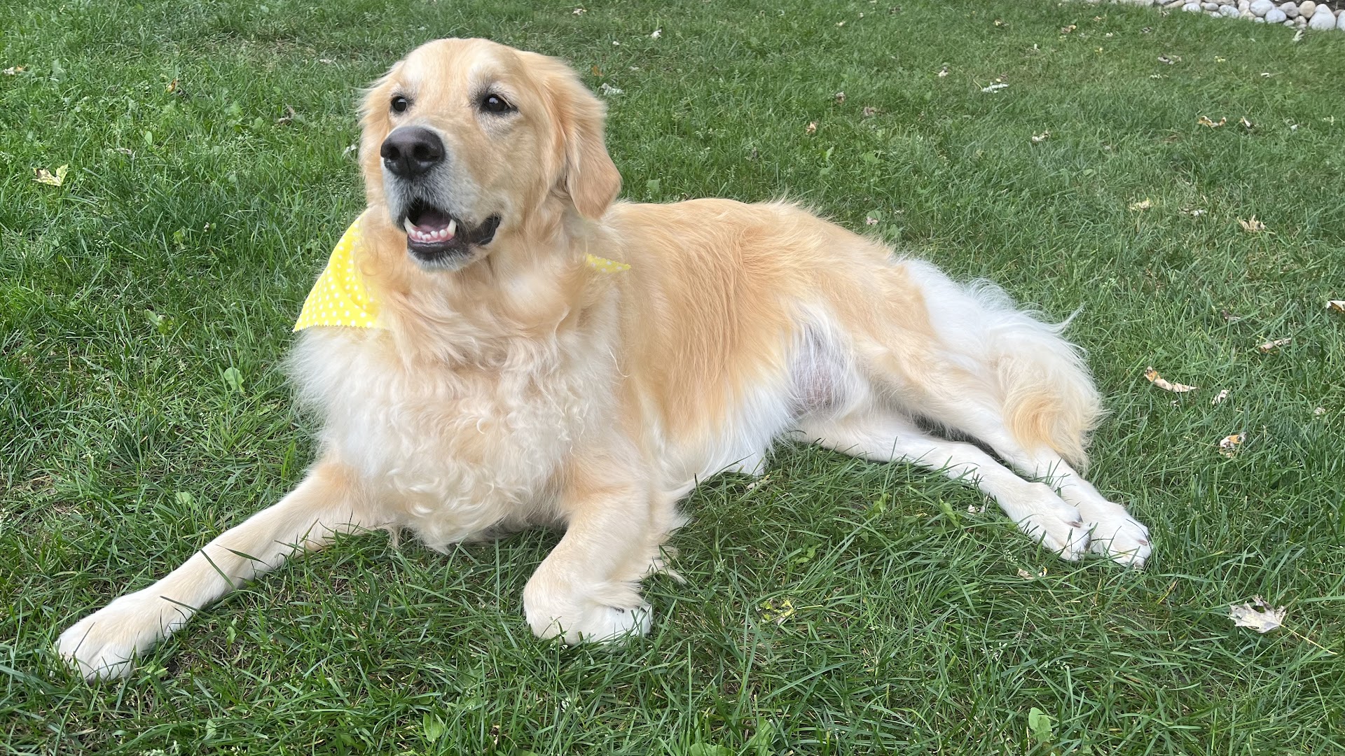 Sud Puppy Dog Grooming Ltd