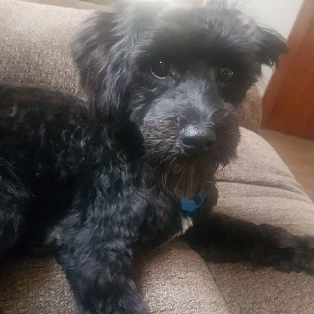 Sud Puppy Dog Grooming Ltd