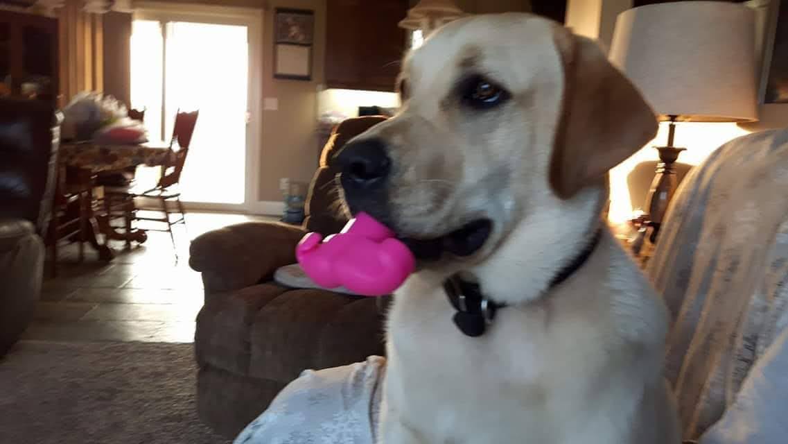 Tilbury Veterinary Hospital